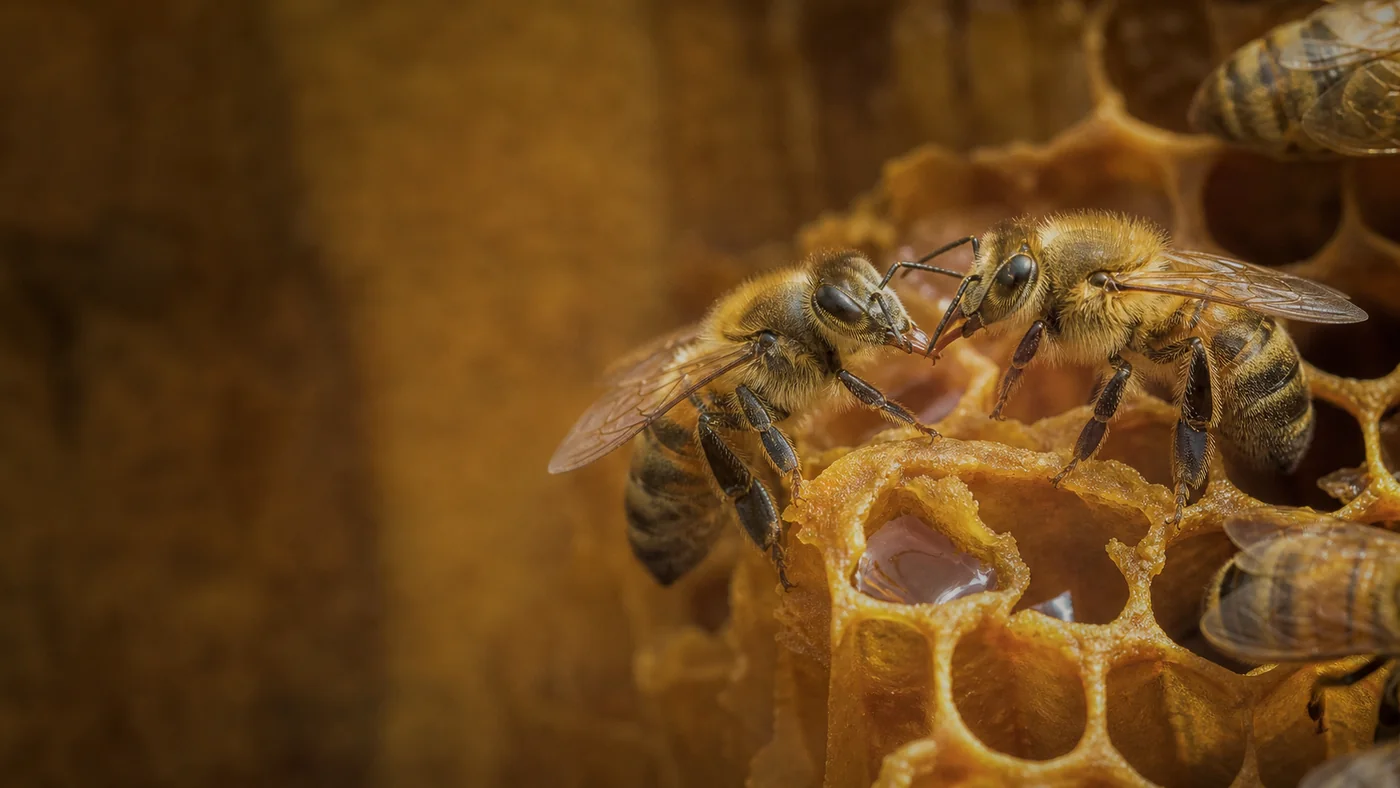 Comment les abeilles fabriquent-elles le miel ?
