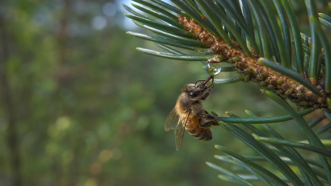 Abeille récoltant une goutte de miellat sous un rameau de sapin portant de petits pucerons