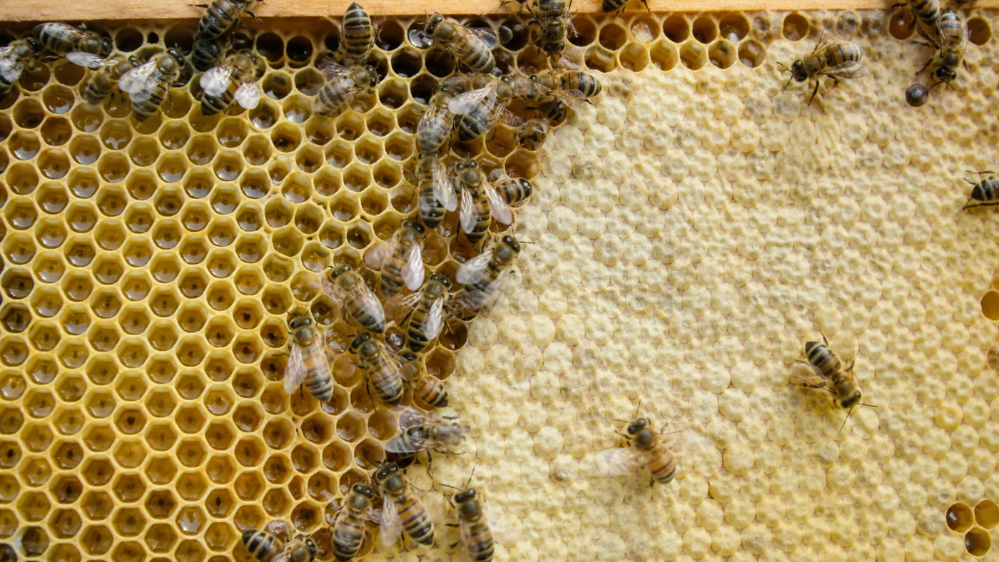 Rayon avec des alvéoles ouvertes contenant du nectar à gauche et des alvéoles operculées à droite, entourées d’abeilles